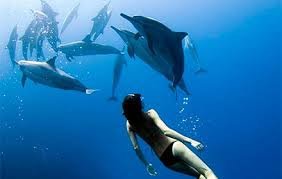 Dolphins
