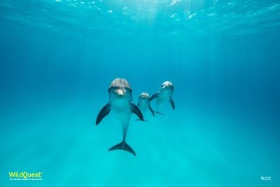 Pure Ecstasy in Swimming with the Dolphins!
