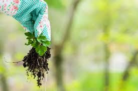 Pulling Weeds